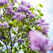 Acétate d’anisyle - 30 Gr