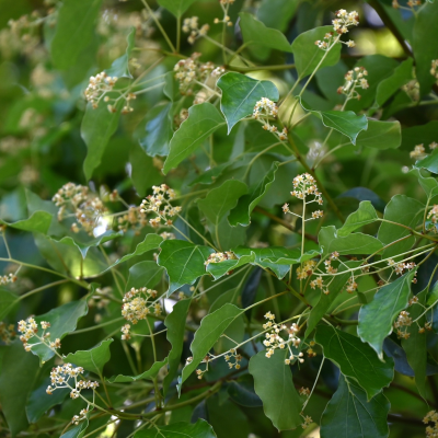 Huile Essentielle de Camphre - 30 gr