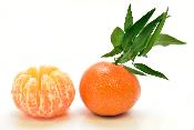 Extrait naturel de Mandarine Rouge pour la Gastronomie - 30 Gr